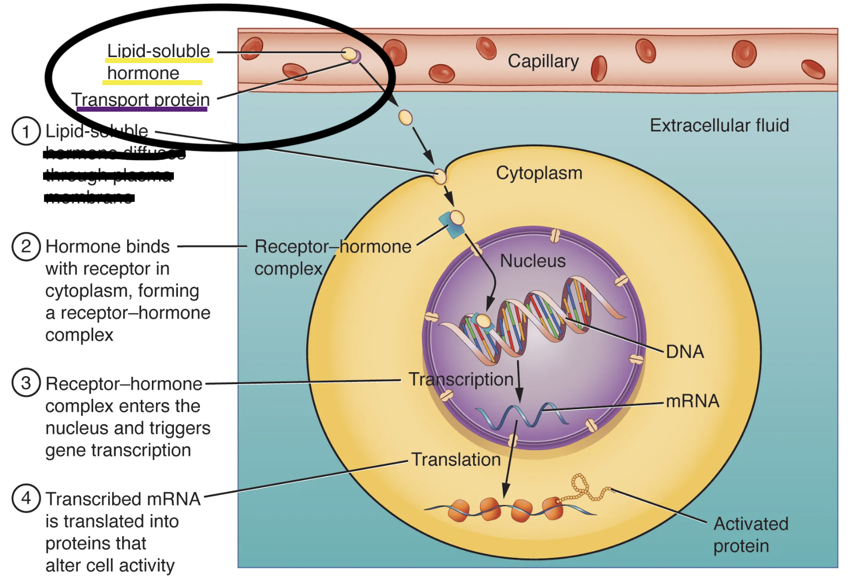 <p>What is step one of a lipid soluble hormone trying to reach it’s receptor?</p>