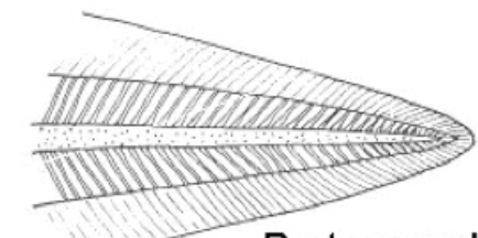 <p>unspecialized, ancestral shape; lancelets, agnathans, gnathostome larvae</p>