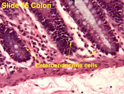 <ul><li><p>Small cell</p></li><li><p>Location</p><ul><li><p>Mostly at the base</p></li></ul></li><li><p>Secrete</p><ul><li><p>GI hormones</p><ul><li><p>Gastrin, ghrelin</p></li></ul></li><li><p>Into lamina propria</p></li></ul></li><li><p>Cell structure</p><ul><li><p>Microvilli</p><ul><li><p>On the luminal surface</p></li></ul></li></ul></li><li><p>Numerous secretory granules</p><ul><li><p>At the base of the cell</p></li></ul></li></ul>