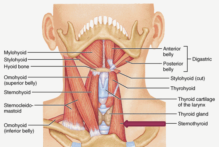 <p>origin: manubrium of sternum</p><p>insertion: thyroid cartilage of larynx</p><p>innervation: C2, C3</p><p>action: depresses thyroid and thyroid cartilage (Adam’s apple) of larynx</p>