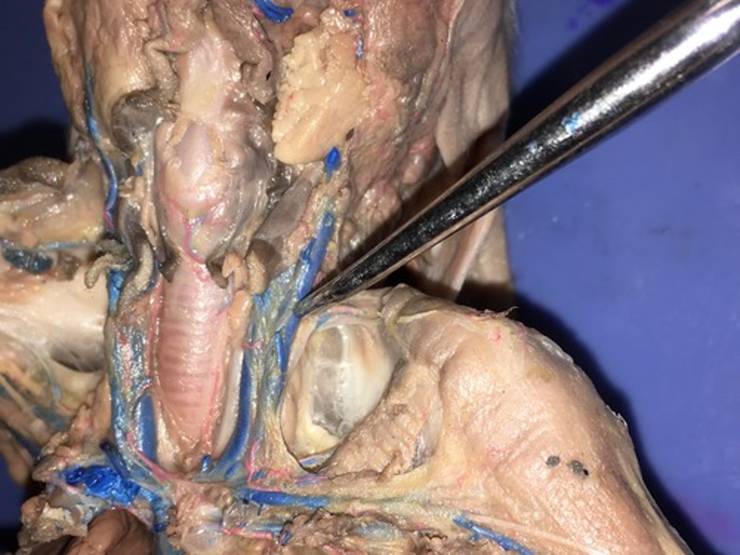 <p>External jugular veins</p>