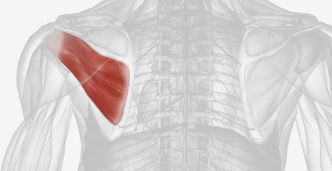<p>What muscle is this?</p>