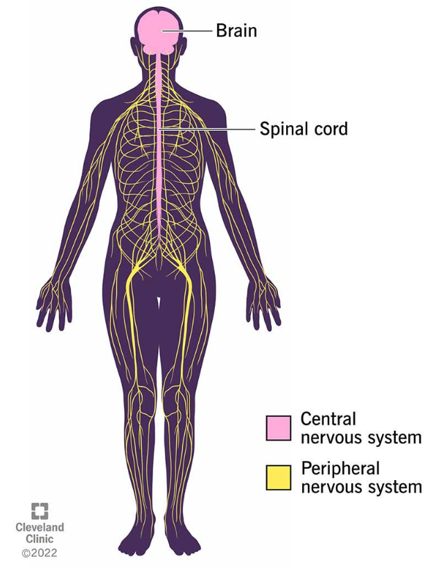 body’s speedy, electrochemical, communication network which consists of all nerve cells of PNS (peripheral) and CNS (central) (86)