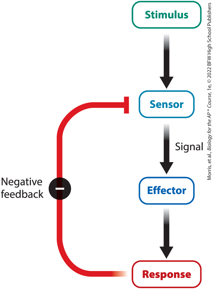 <p>maintains homeostasis by transmitting responses which restore steady conditions; Negative feedback maintains homeostasis. After an initial stimulus causes the release of a signal from a sensor, the effector elicits a response. The response in turn feeds back on the sensor, turning off further production of the signal. The result is that the system maintains steady conditions over time</p>