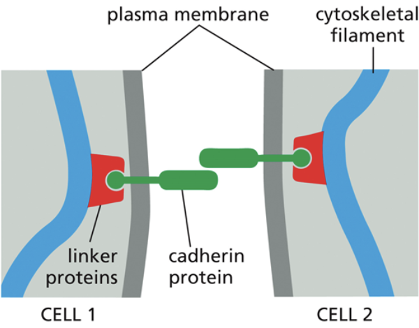 <ul><li><p>A protein that makes up adheren junctions</p></li><li><p><span style="background-color: transparent;"><span>Linker proteins connect actin to cadherin, which is a transmembrane protein interacting with the transmembrane protein of another cell. That makes it so if you were to pull on one cell, the other cell would have to come with it too</span></span></p></li><li><p><span style="background-color: transparent;"><span>Cadherins have different varieties and are specific and only bind to cadherins of the same type when creating junctions between cells</span></span></p></li></ul><p></p>