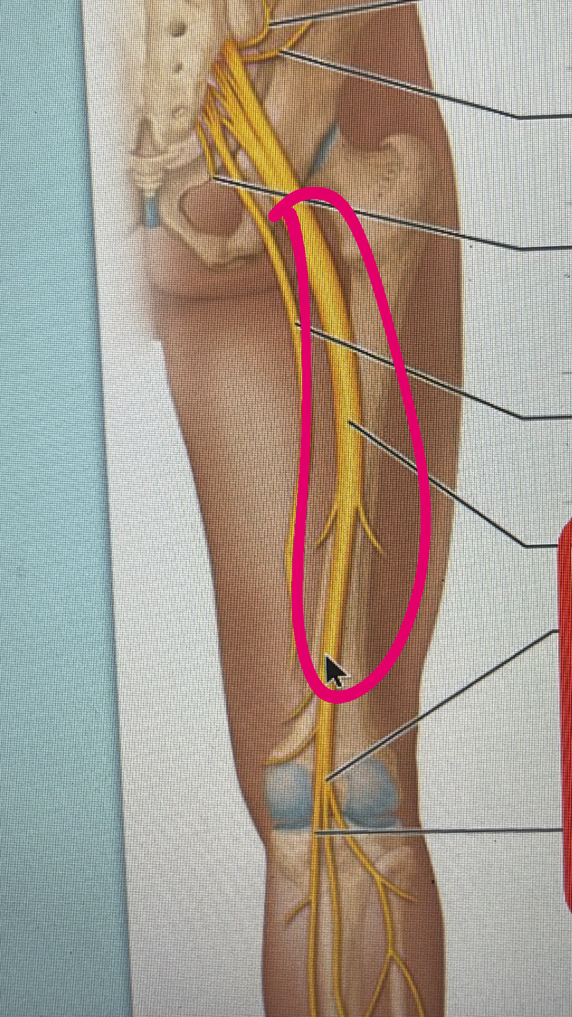 <p>sensory to the hip joint</p>