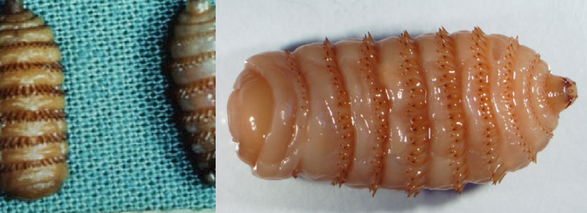 <p><span><span>Gasterophilus intestinalis/</span></span>horse bot fly. eggs are ingested from the hair coat, larvae develop in the horse stomach. gastric irritation, ulcers, and digestive discomfort. NASTY. HATE. ‘MEMEBER THE PICS</p>