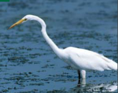 <p><span><span>Ardea alba </span></span></p>