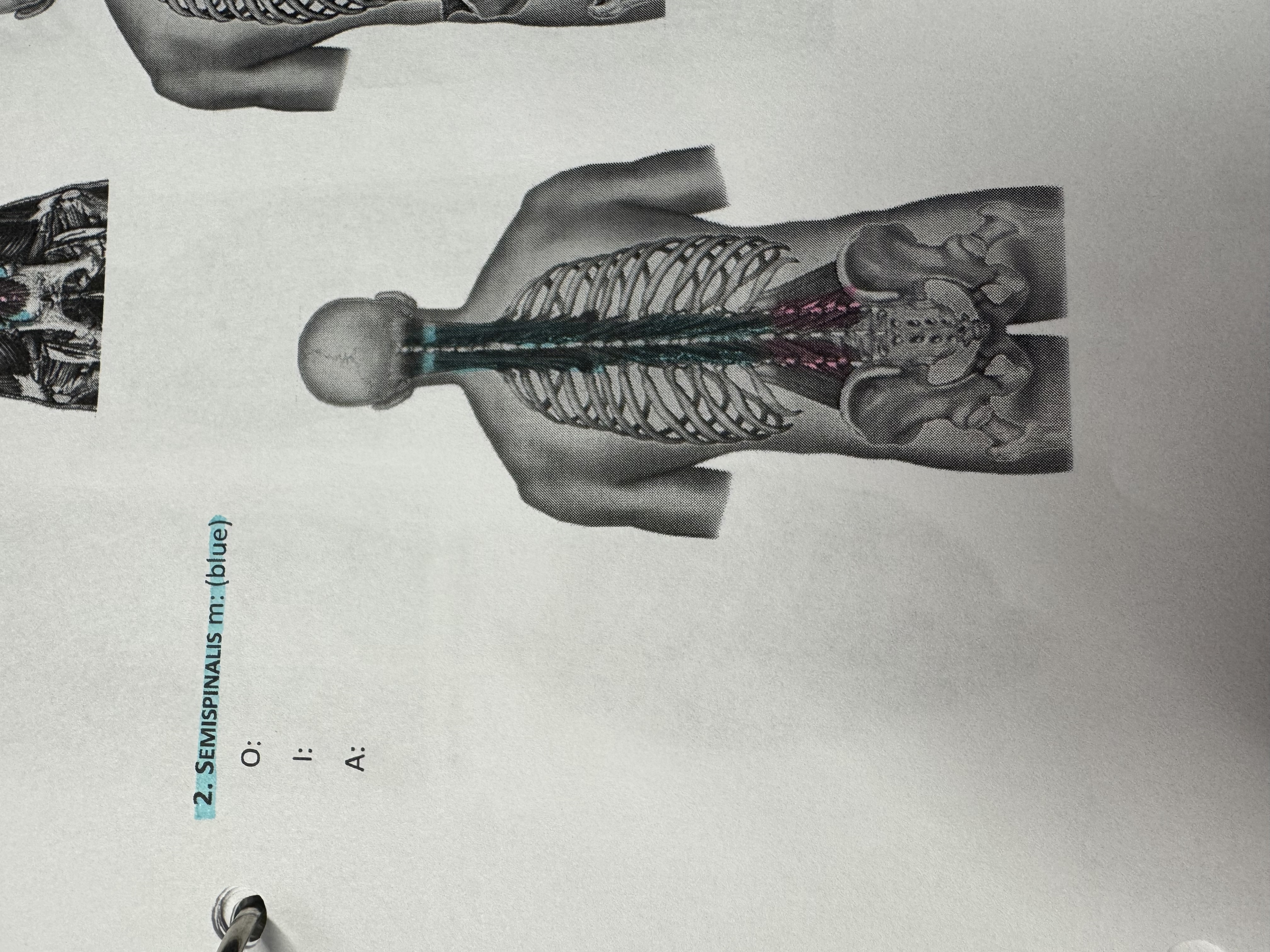 <p>what muscle</p>