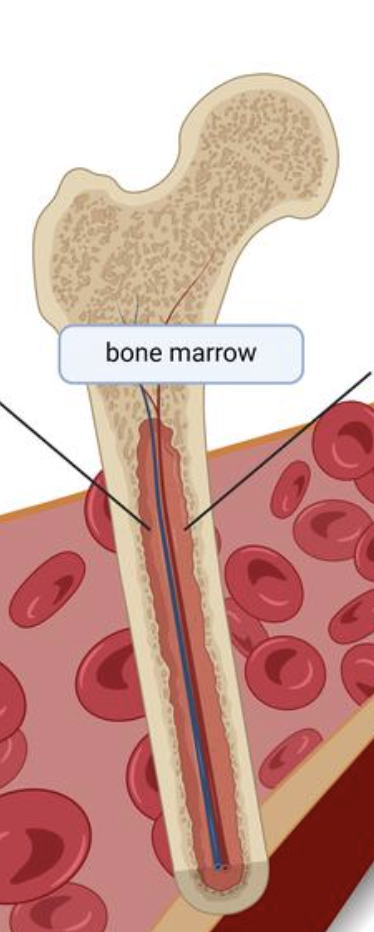 <p>Blood cells are produced in <strong>red bone marrow</strong>. This includes:</p><ul><li><p>Red blood cells</p></li><li><p>White blood cells</p></li><li><p>Platelets</p></li></ul><p></p>