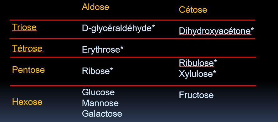 Formes phosphorylées sont importantes

Le glucose pendant la glycolyse a besoin de lui rajouter une phosphate sinon il na pas d’énergie