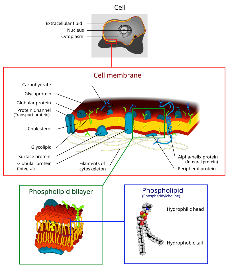 <p>protects the interior of a cell from the outside environment</p><p>phospholipid bilayer with transport and receptor proteins</p><p>has selective permeability</p>