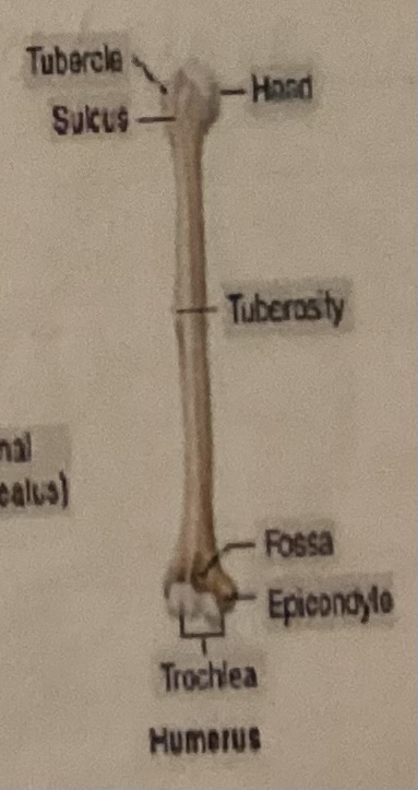 <p>What is a Sulcus?</p>