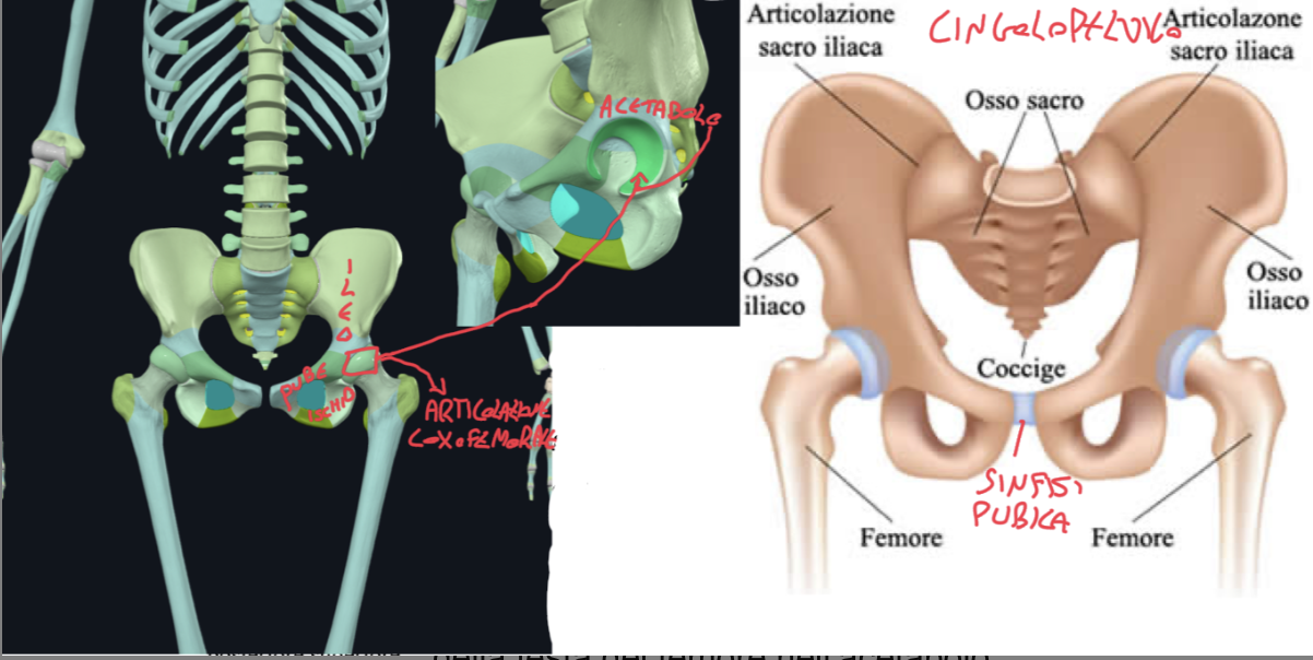 <p>Sviluppo e clinica:</p><ul><li><p>L’Anca è un osso piatto, voluminoso, pari e simmetrico, che nasce dall’unione di Ileo-Ischio-Pube che all’inizio sono separati e tenderanno ad unirsi con lo sviluppo in corrispondenza dell’Acetabolo → che è una cavità emisferica che accoglie la testa del femore formando l’articolazione dell’anca (coxofemorale).<br>La linea di fusione delle ossa dell’anca è a forma di Y e qui la cartilagine si chiama Triradiata (la fusione completa avviene tra i 20-25 anni).</p></li><li><p>Clinica → l’articolazione dell’anca è importante valutarla in neonati e bambini per escludere DISPLASIA CONGENITA, una malformazione che rende difficile il mantenimento della testa del femore nell’acetabolo, provocando instabilità e difficoltà nella deambulazione&nbsp;</p></li></ul><p>Cingolo Pelvico</p><ul><li><p>Le Anche lateralmente, il Sacro posteriormente e la Sinfisi Pubica anteriormente → formano il CINGOLO PELVICO</p></li><li><p>Funzione → collega il tronco agli arti inferiori, per sostenere e trasmettere il peso agli arti inferiori e trasmettere le forze generate dagli arti inferiori allo scheletro assiale. Funge anche d’attacco per muscoli e legamenti, come quelli della parete addominale.</p></li></ul><p></p>