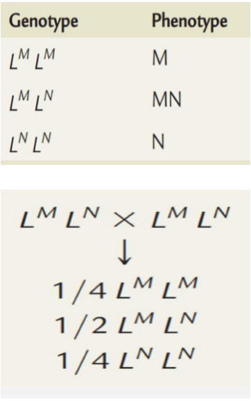 <ol><li><p style="text-align: justify;"><span style="background-color: transparent;">Codominance, The Influence of Both Alleles in Heterozygote</span></p></li></ol><ul><li><p style="text-align: justify;"><span style="background-color: transparent;">In heterozygotes, both alleles are _____ thereby expressing 2 distinct gene products.</span></p></li><li><p style="text-align: justify;"><span style="background-color: transparent;">Inheritance of both dominant genes (2 unit factors) leads to expression of 2 dominant phenotype</span></p><ul><li><p style="text-align: justify;"><span style="background-color: transparent;">Ex. The MN Blood Group system</span></p><ul><li><p style="text-align: justify;"><span style="background-color: transparent;">Genes at certain locus in chromosome 4 regulate the production of M and N substance (glycoprotein), inheritance of both genes lead to production of both glycoprotein.</span></p></li></ul></li></ul></li></ul><p></p>
