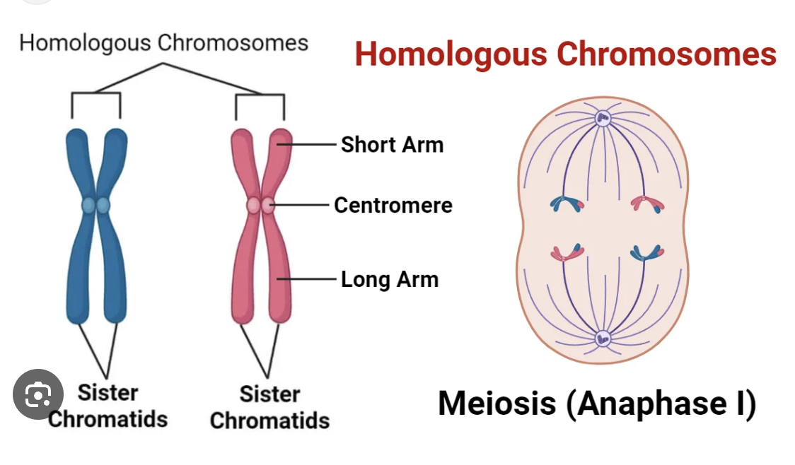 <p>pairs of chromosomes, that carry the same gene</p>