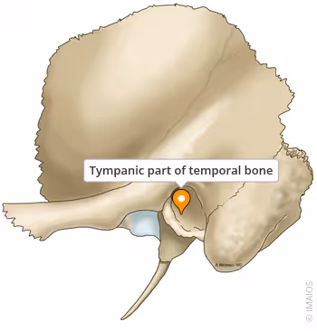 <p>tube that ends in the auditory meatus</p>