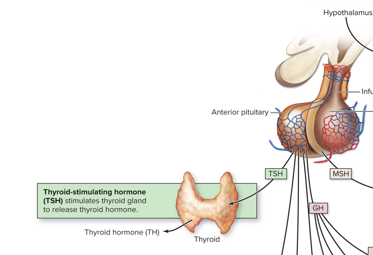 <ul><li><p>thyroid stimulating hormone (tropic hormone)</p></li></ul><p>→ 1 endocrine gland stimulates another endocrine gland</p><ul><li><p>comes from the<strong> </strong><span style="color: rgb(202, 160, 255);"><strong>anterior pituitary</strong></span> gland and stimulates the thyroid gland to release additional hormones</p></li></ul><p></p>