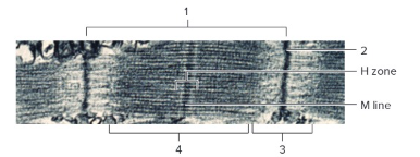 <p>Label the following:&nbsp;</p>