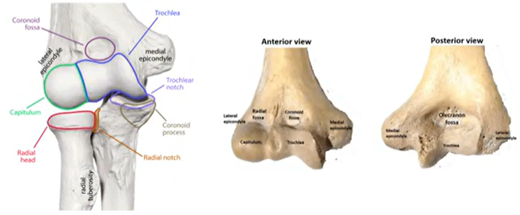 <p>rounded, small knob-like projection for articulation</p>