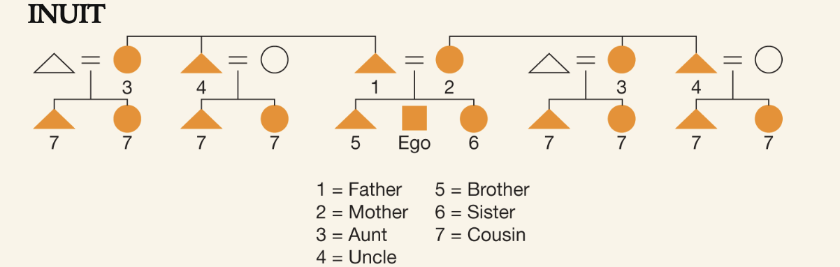 <p>Only members of the nuclear family are given distinct terms, aunts and uncles are distinguished from parents but not by side of the family, all cousins are lumped together</p><ul><li><p>most common in Europe and North America</p></li></ul><p></p>