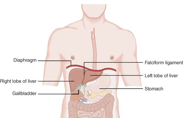 <ul><li><p class="">Weight: <strong>1.2–1.5 kg</strong> in healthy adult</p></li><li><p class="">Location: <strong>Beneath &amp; attached to diaphragm</strong>, <strong>protected by ribs</strong></p></li><li><p class="">Support:<span style="color: red"> <strong>Held in place by ligaments</strong> (e.g., <strong>falciform ligament</strong>)</span></p></li><li><p class="">Lobes:<span style="color: red"> <strong>Right</strong> (larger), <strong>Left</strong> (smaller)</span></p></li><li><p class="">Adjacent organs:</p><ul><li><p class=""><strong>Gallbladder</strong> under right lobe</p></li><li><p class=""><strong>Stomach</strong> near left lobe</p></li></ul></li><li><p class="">Key anatomical relation: <span style="color: red">Lies <strong>directly below diaphragm</strong>, superior to most abdominal organs</span></p></li></ul><p></p>