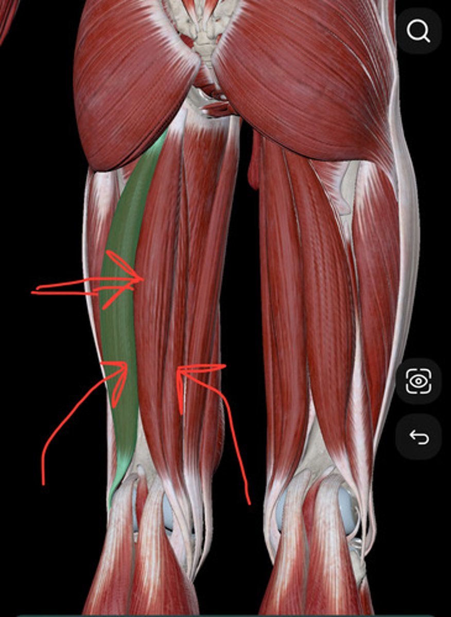 <p>Group of muscles that flex the knee (composed of 3 muscles)</p>