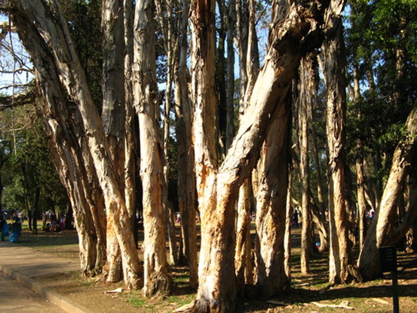 <p>the outer covering of a tree trunk or branch</p>