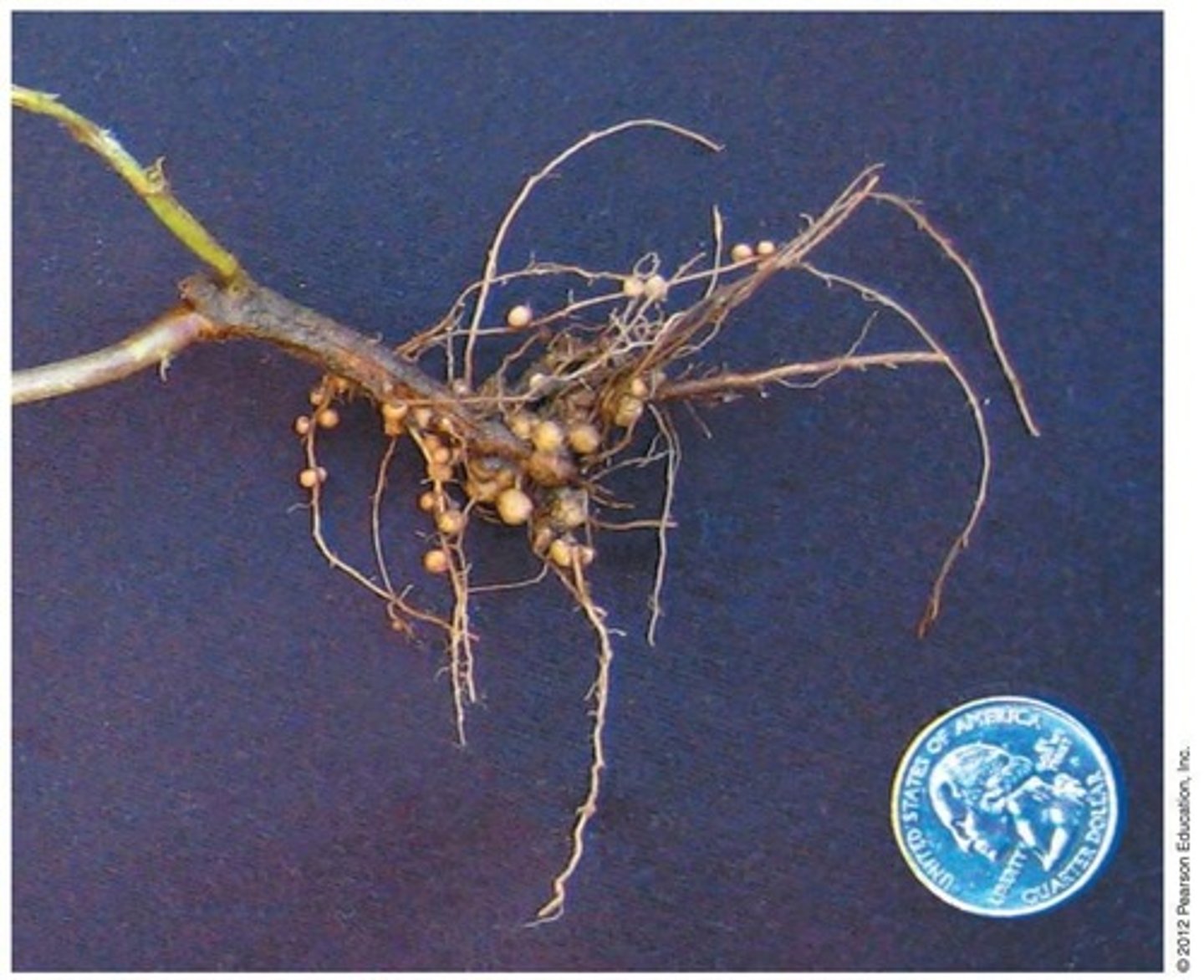 <p>An endosymbiotic diazotrophic alphaproteobacterium that forms relationships with legume roots.</p>