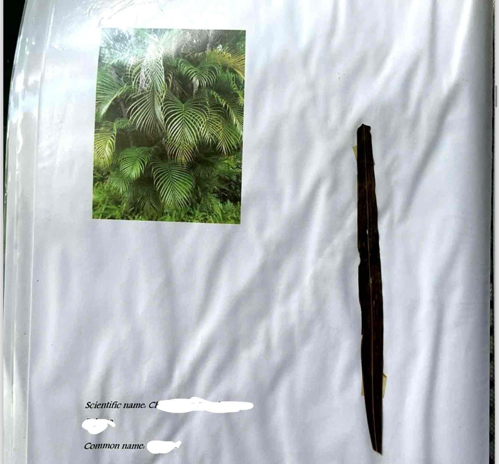 term image