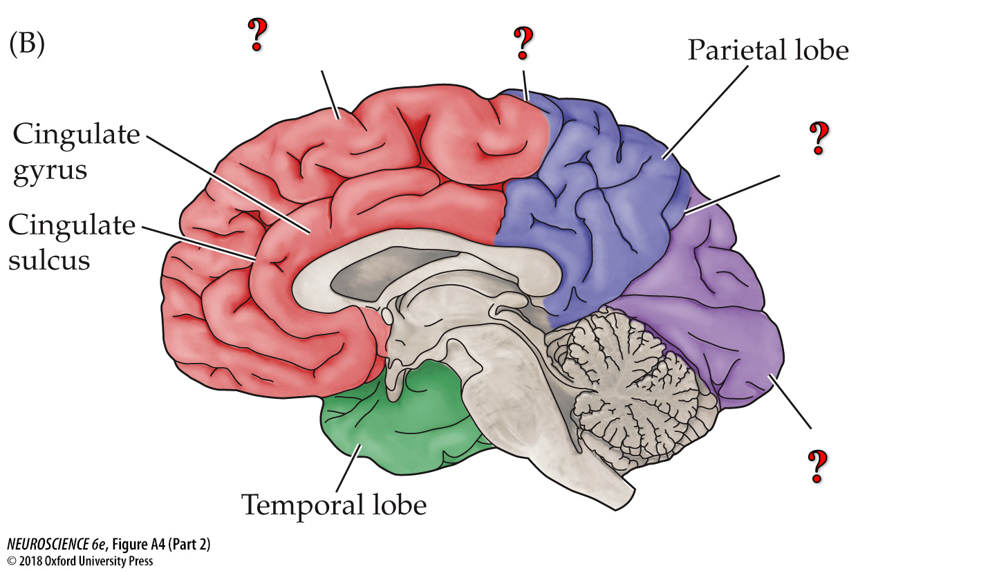 <p>Fill in labels (labeled as “?”) from top to bottom</p>