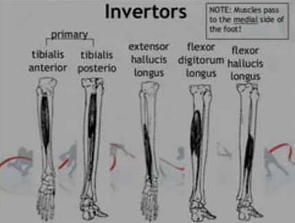 <p>Tibialis posterior</p>