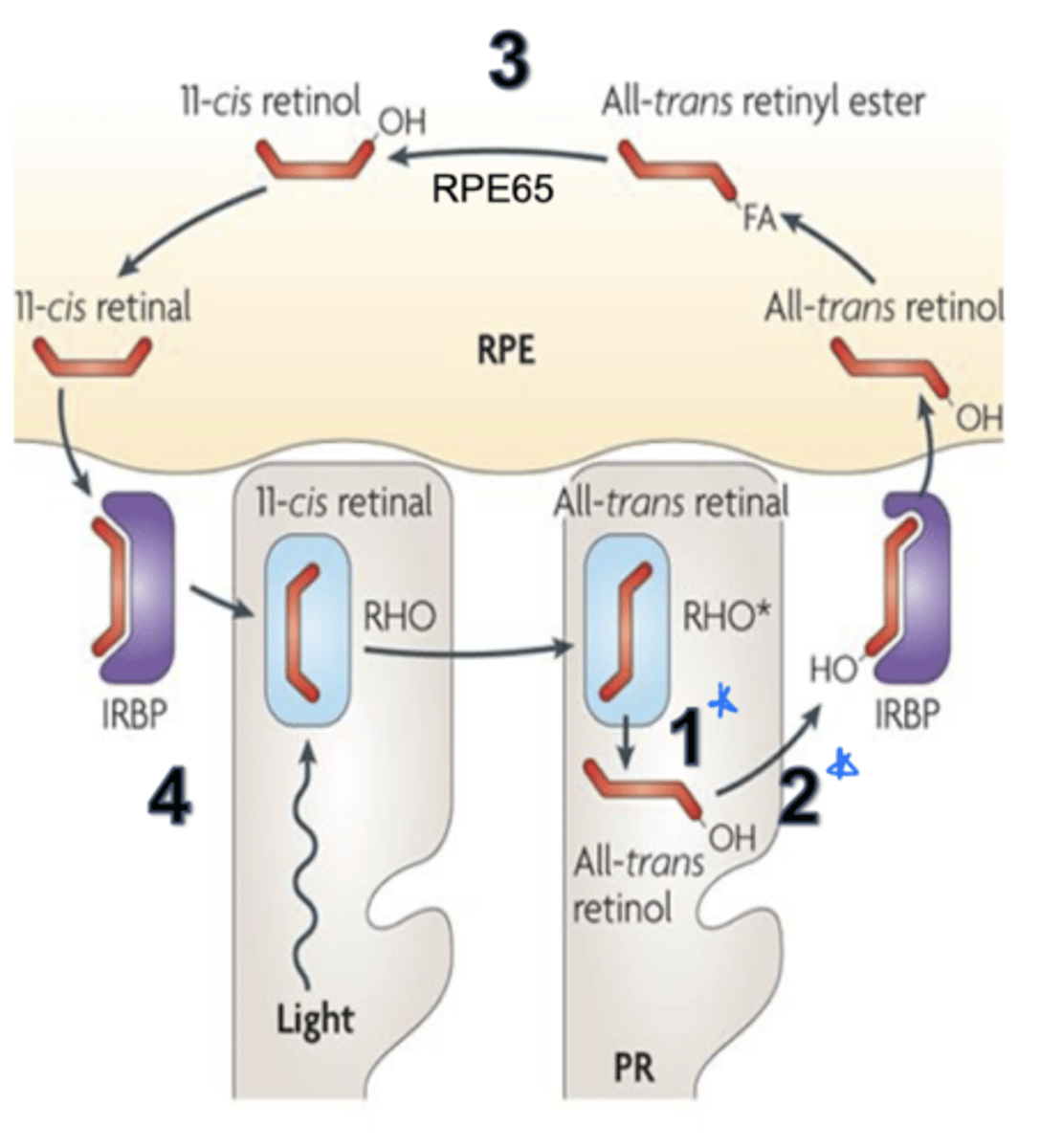 <p>1. arrestin remains bound to the inactivated opsin until the used chromophore (photopigment) is removed - ABCR involved here</p><p>2. all-trans retinal is converted to all trans-retinol (vitamin A) and transported into the RPE by IRBP (interphotoreceptor retinoid binding protein)</p><p>3. in RPE, all trans retinol converted back into 11-cis retinal via RPE65</p><p>4. 11-cis retinal transported back into photoreceptor outer segment by IRBP (interphotoreceptor retinoid binding protein)</p>