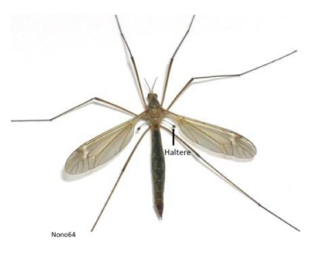 <p>What order do flies and mosquitoes belong to</p>