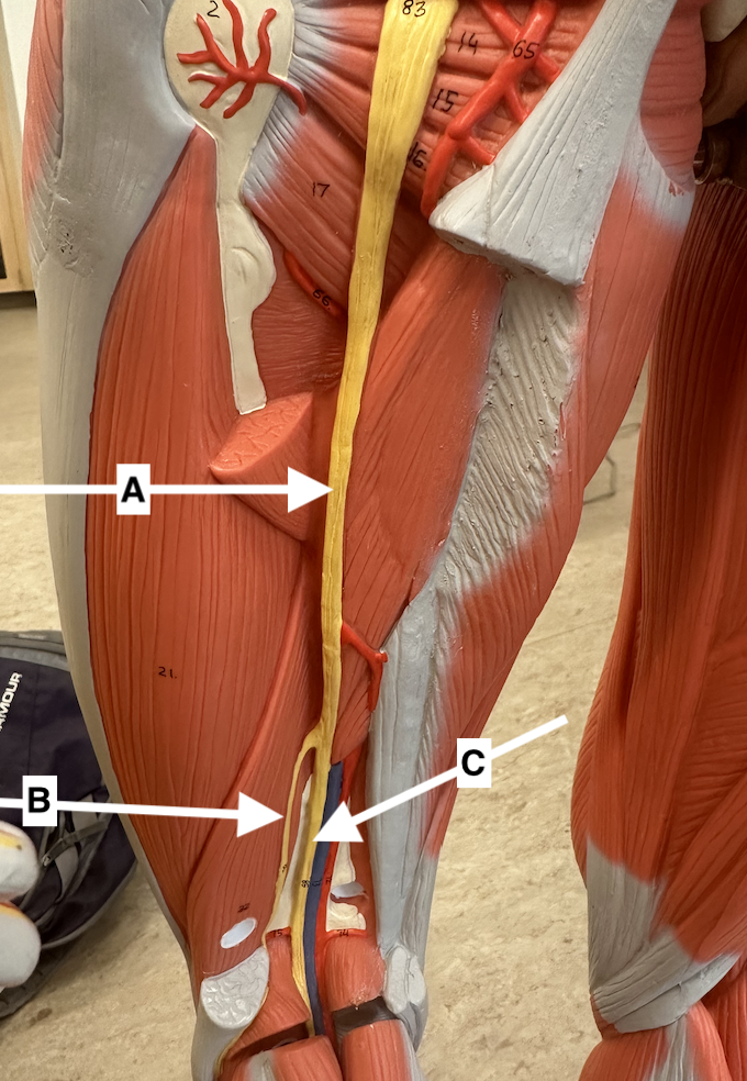 <p>Name point B.</p>