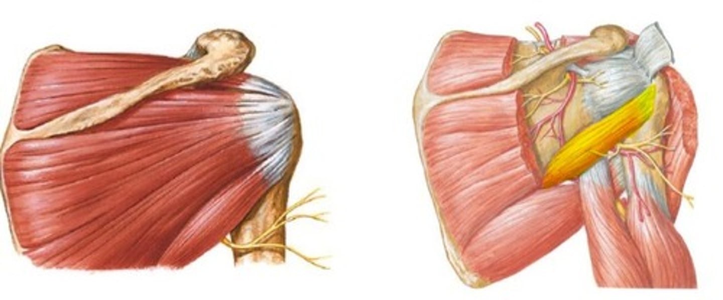 <p>lower part of greater tubercle</p>