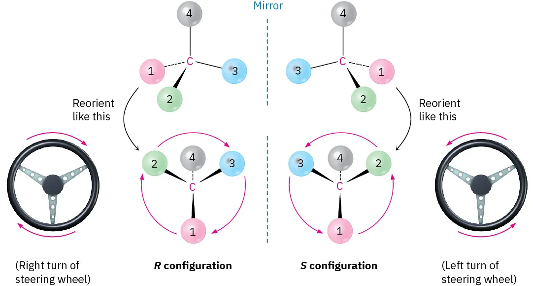 <p><span>We then look at the three remaining substituents, which now appear to radiate toward us like the spokes on a steering wheel. If a curved arrow drawn from the highest to second-highest to third-highest ranked substituent (1 → 2 → 3) is clockwise, we say that the chirality center has the <strong><em>R</em> configuration</strong> (Latin </span><em>rectus,</em><span> meaning “right”). If an arrow from 1 → 2 → 3 is counterclockwise, the chirality center has the <strong><em>S</em> configuration</strong> (Latin </span><em>sinister</em><span>, meaning “left”). To remember these assignments, think of a car’s steering wheel when making a </span><em>R</em><span>ight (clockwise) turn.</span></p><p><span>(info card)</span></p>