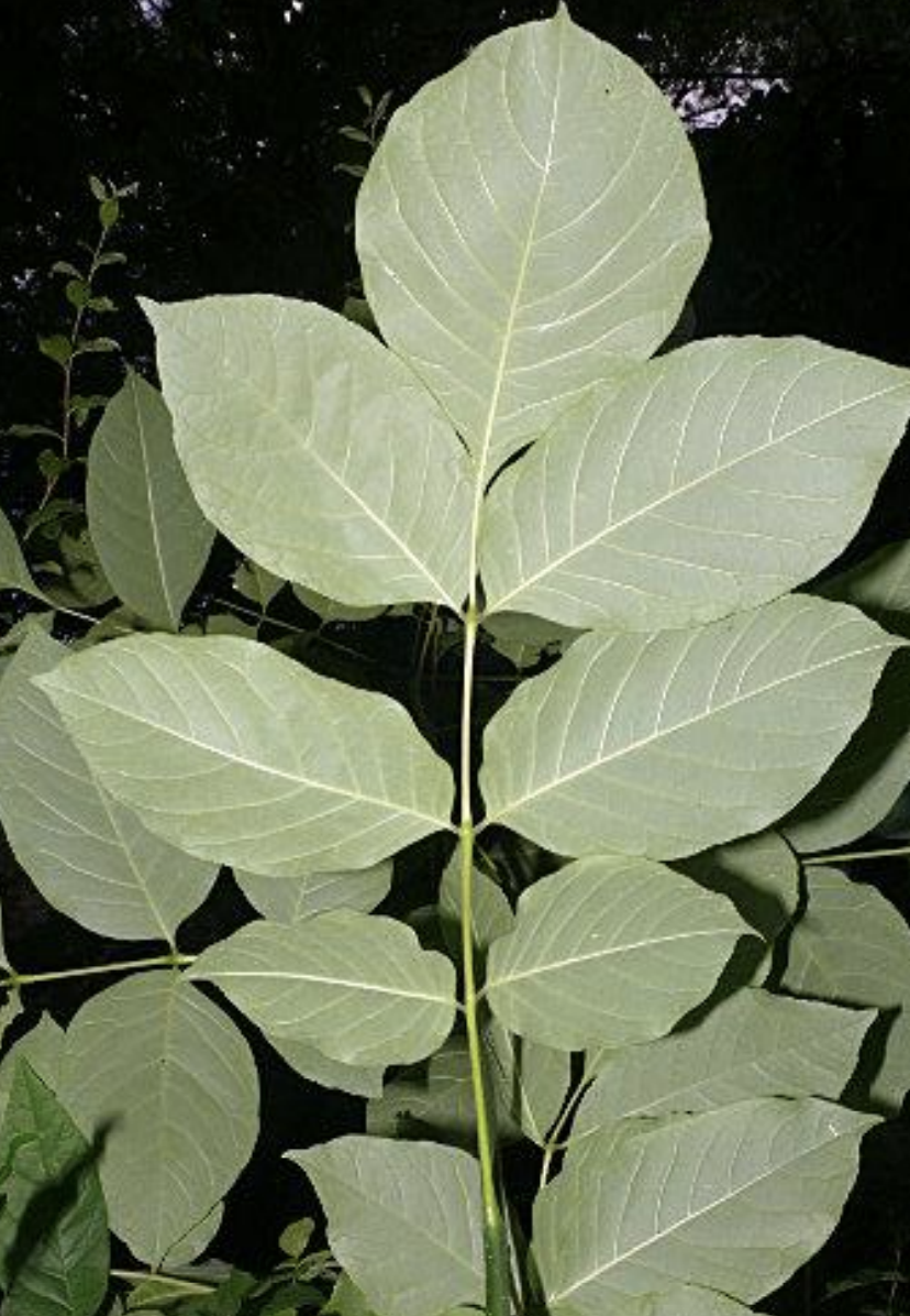 <p>plant?</p>