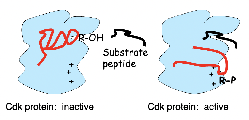 * phosphorylation results in the addition of 2 negative charges
* In the conformation on the left, the inactive protein, CDK, cannot bind to the substrate because the substrate‐binding pocket is blocked by the red domain.
* After phosphorylation, the red domain moves, opening up the substrate‐binding pocket and activating the protein. 
* An increase in negative charges with phosphorylation allows the red domain to form new ionic interactions and change protein shape. 
* In this case, phosphorylation is an activating event. 
* Every type of protein in all cells has the potential to be regulated by phosphorylation. 