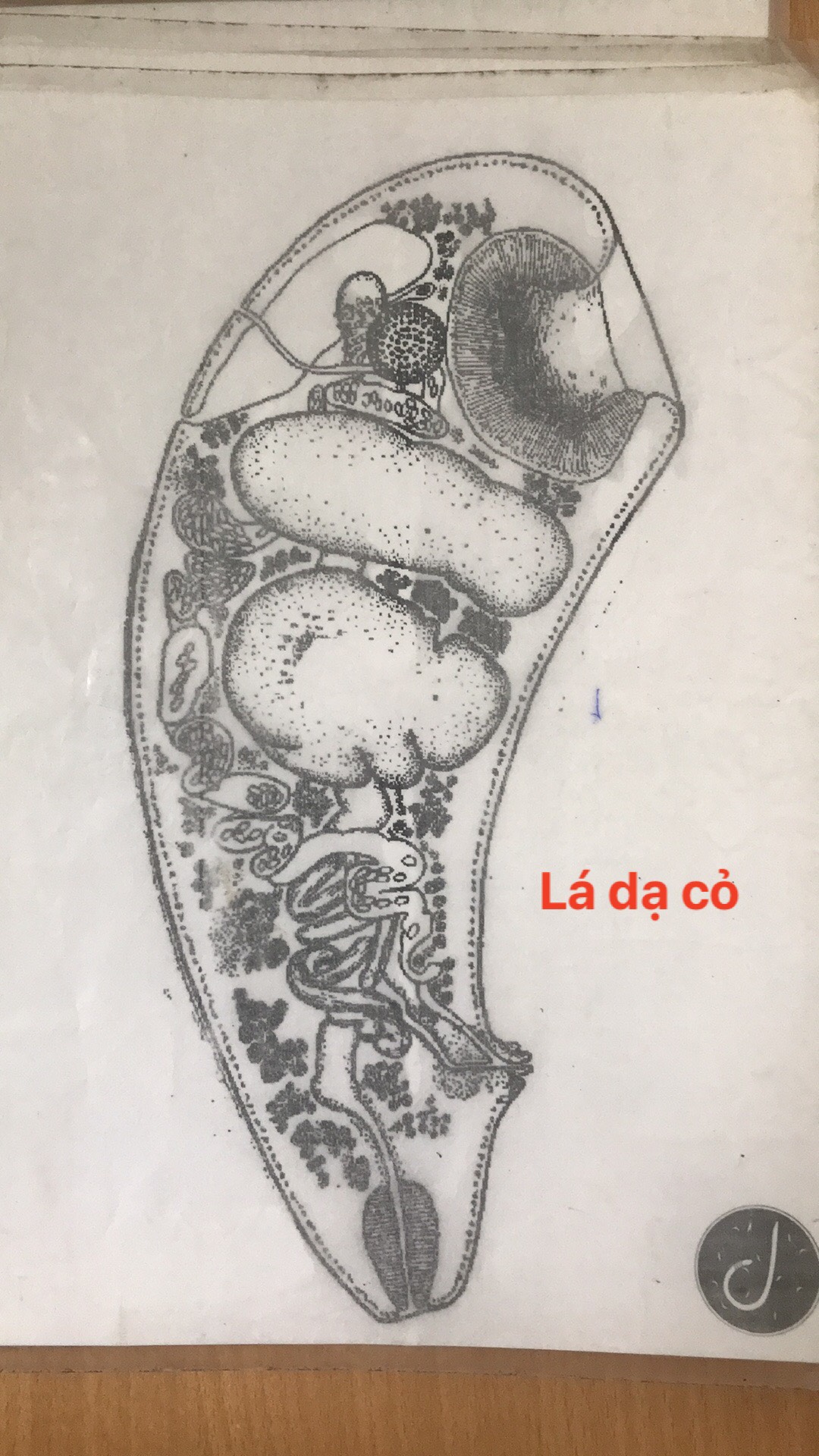 sán lá dạ cỏ