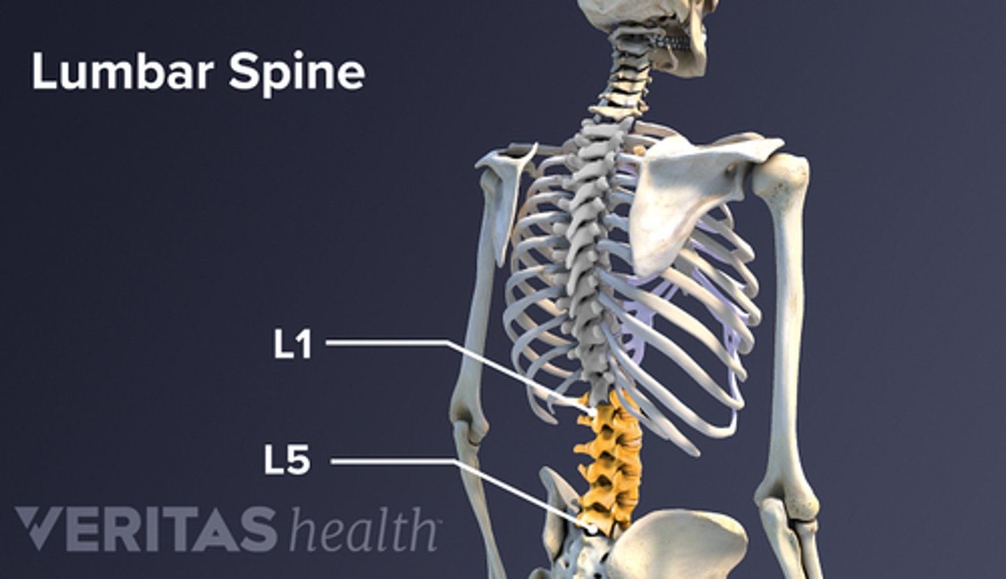 <p>The five largest bones of the lower spine. (L1-L5)</p>