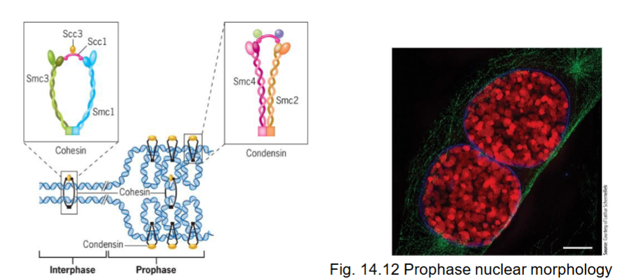 <ul><li><p>formation of mitotic chromosome which consists of two chromatids</p></li><li><p>mitotic machinery assembled</p></li><li><p>duplicated chromosomes prepared for segregation</p></li><li><p>chromosome compaction/condensation occurs in early prophase</p></li></ul><p></p>