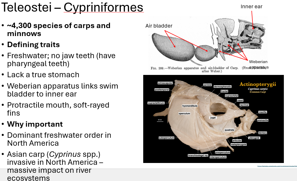 <p><span><span>•</span><strong><span>~4,300 species of carps and minnows</span></strong></span></p><p><span><span>•</span><strong><span>Defining traits</span></strong></span></p><p><span><span>•Freshwater; no jaw teeth (have pharyngeal teeth)</span></span></p><p><span><span>•Lack a true stomach</span></span></p><p><span><span>•Weberian apparatus links swim bladder to inner ear</span></span></p><p><span><span>•Protractile mouth, soft-rayed fins</span></span></p><p><span><span>•</span><strong><span>Why important</span></strong></span></p><p><span><span>•Dominant freshwater order in North America</span></span></p><p><span><span>•Asian carp (</span><em><span>Cyprinus</span></em><span> spp.) invasive in North America – massive impact on river ecosystems</span></span></p>