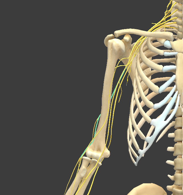 <p>What structure is shown?</p>