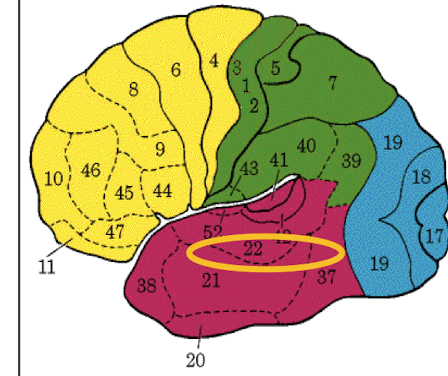 <p>Area 22 (not as precise of visual association areas) </p>