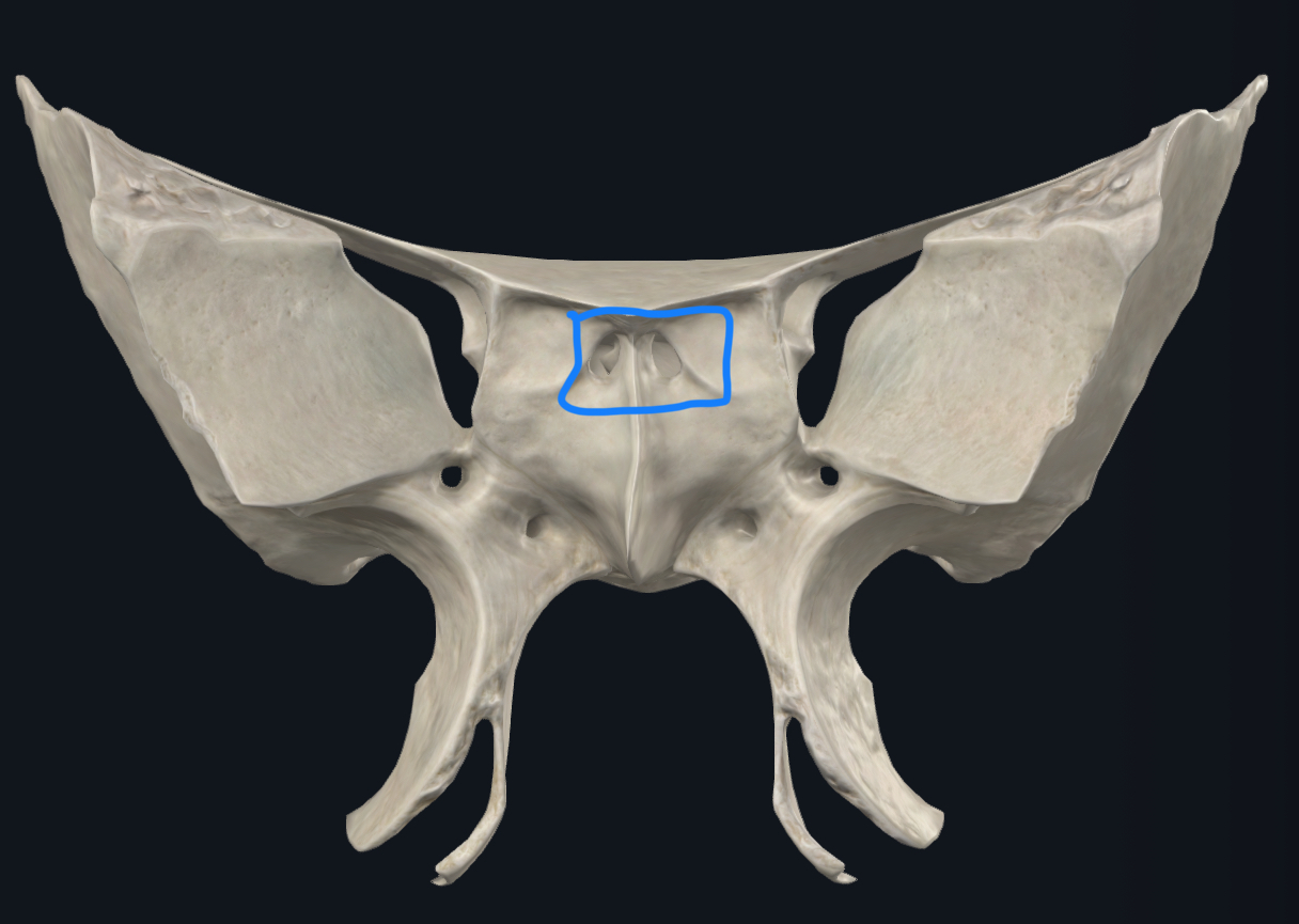 <p>Dans le corps du sphénoïde</p>