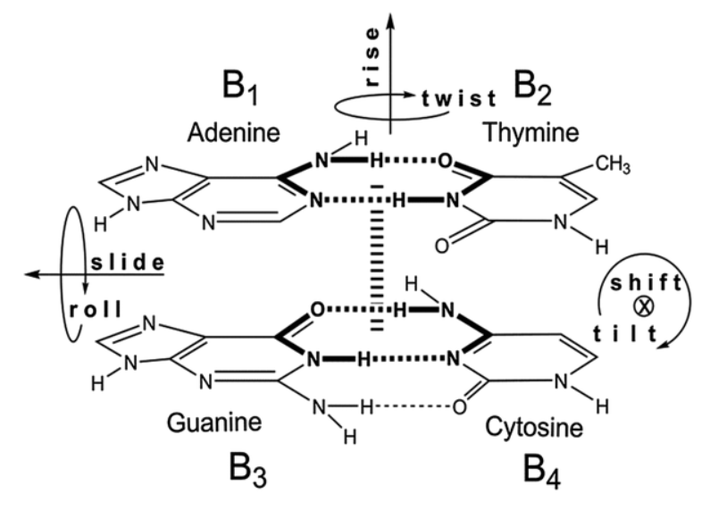 <p>In order of strongest to weakest,</p><p>purine-purine &gt;&gt; pyrimidine-purine &gt; pyrimidine-pyrimidine</p>