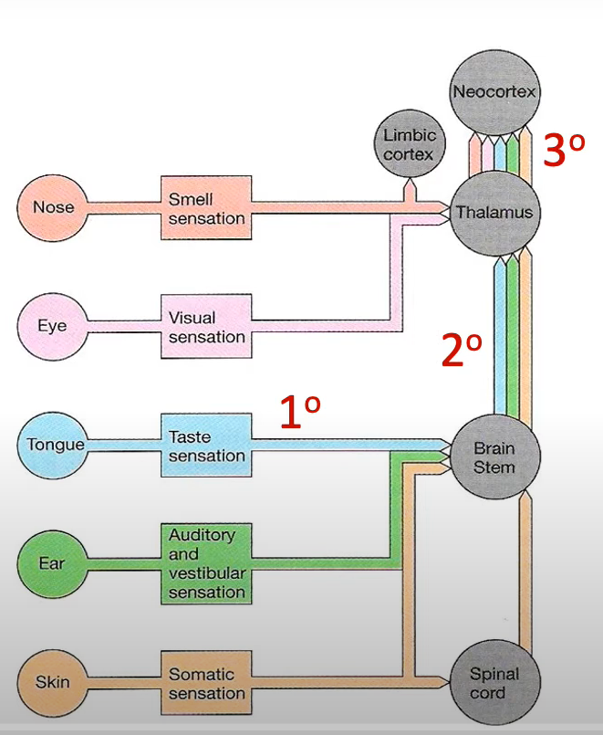 <p>1) sense receptor activated on 1<span style="font-family: system-ui, -apple-system, Segoe UI, Roboto, Ubuntu, Cantarell, Noto Sans, sans-serif">° sense neuron → GP → AP</span></p><p><span style="font-family: system-ui, -apple-system, Segoe UI, Roboto, Ubuntu, Cantarell, Noto Sans, sans-serif">2) 1° neuron synapses to 2° neuron in spinal cord or brain stem</span></p><p><span style="font-family: system-ui, -apple-system, Segoe UI, Roboto, Ubuntu, Cantarell, Noto Sans, sans-serif">3) 2° neuron synapses to 3° neuron in thalamus</span></p><p><span style="font-family: system-ui, -apple-system, Segoe UI, Roboto, Ubuntu, Cantarell, Noto Sans, sans-serif">4 3° neuron synapses to 4° neuron in specific area of cerebrum</span></p>