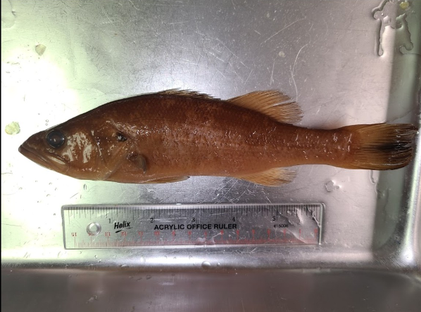 <p>What is the taxonomy, common name, and scientific name of this fish?</p>