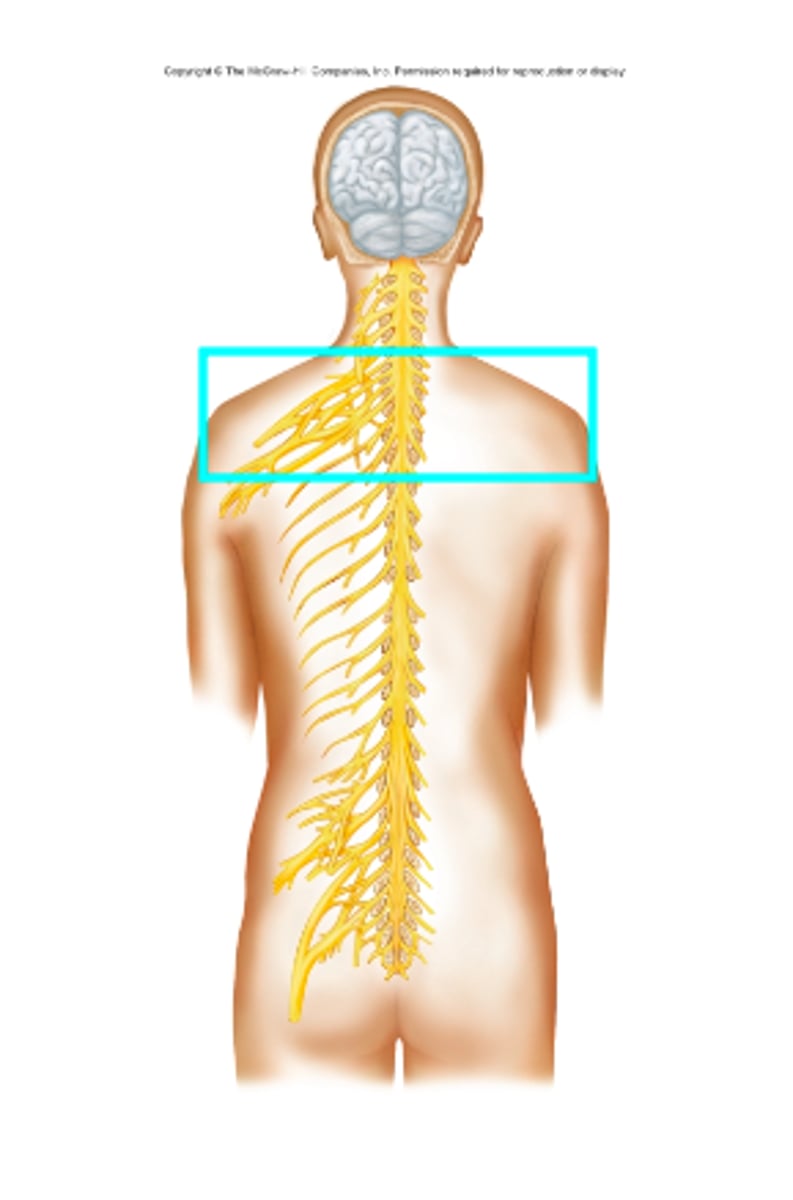 <p>What nerve plexus is the blue box surrounding?</p>